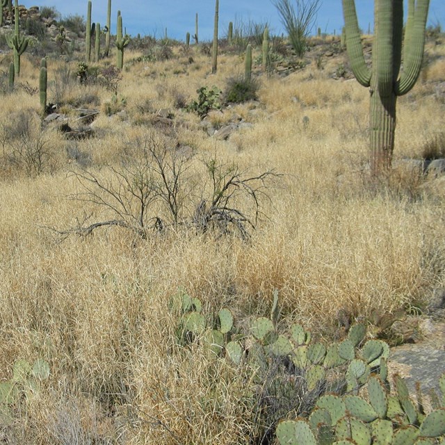 dense stand of invasive buffelgrass in desert with saguaro cacti