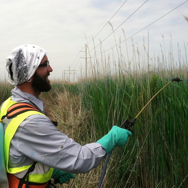 A man spraying down invasive plants