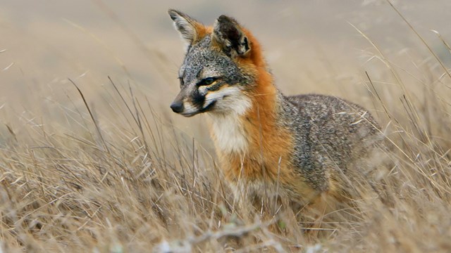 Island fox in brown grass. ©Tim Hauf, timhaufphotography.com