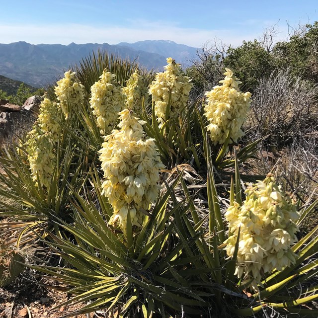 plant with  long narrow leaves and white flowers in desert