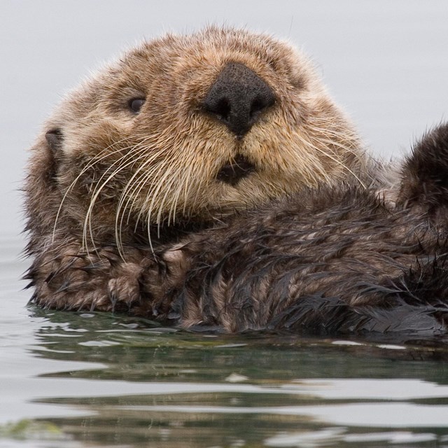 Brown sea otter laying on its back.