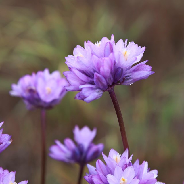 Wild Hyacinth. ©Tim Hauf, timhaufphotography.com