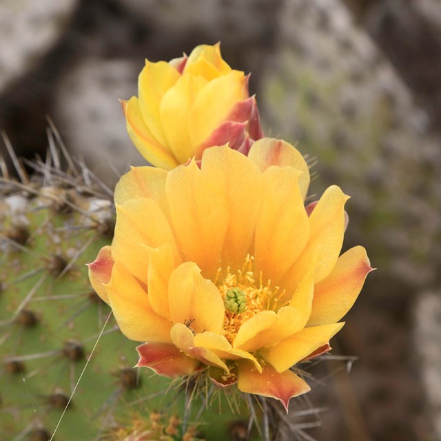 Coastal Prickly Pear. ©Tim Hauf, timhaufphotography.com