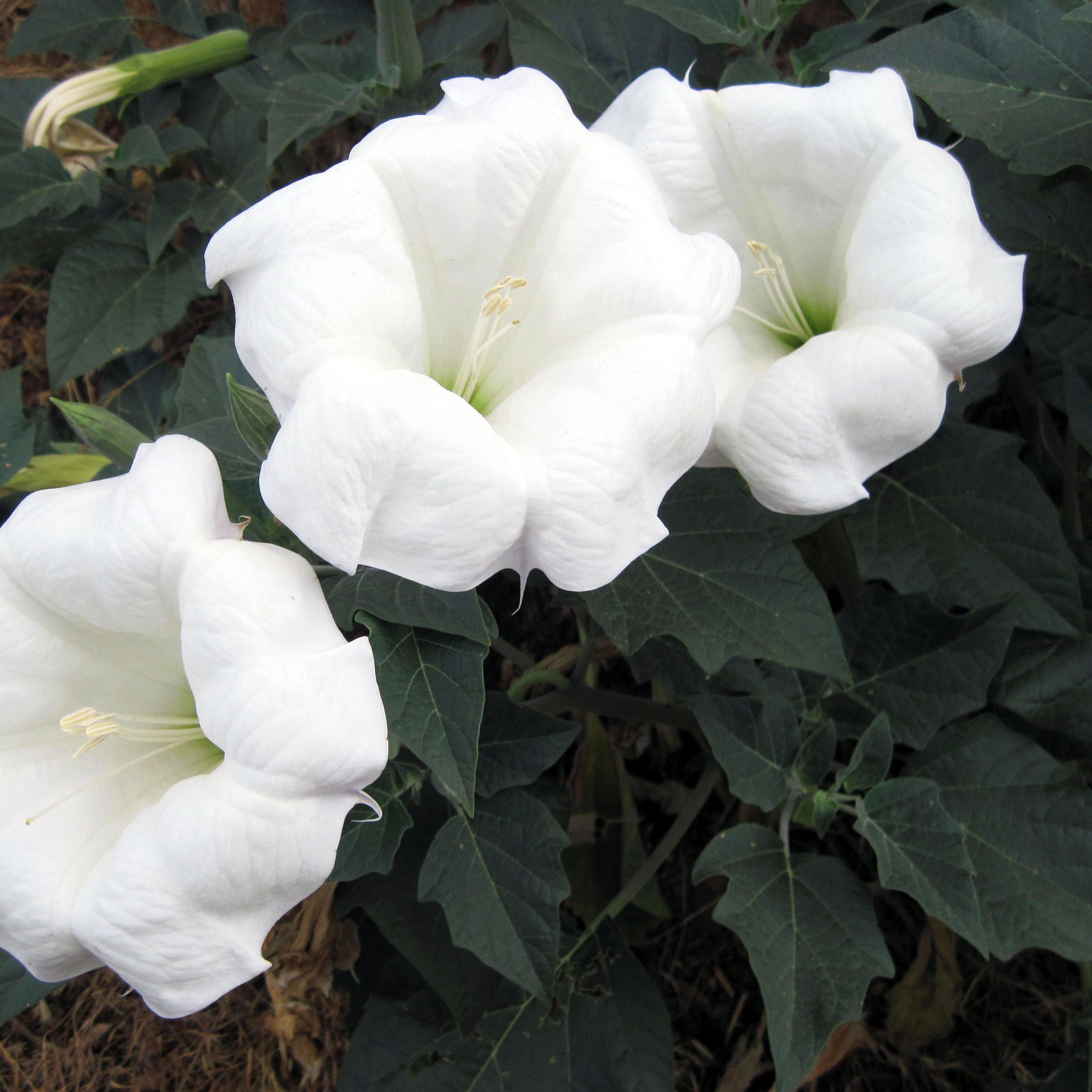 Datura - Island of the Blue Dolphins (U.S. National Park Service)
