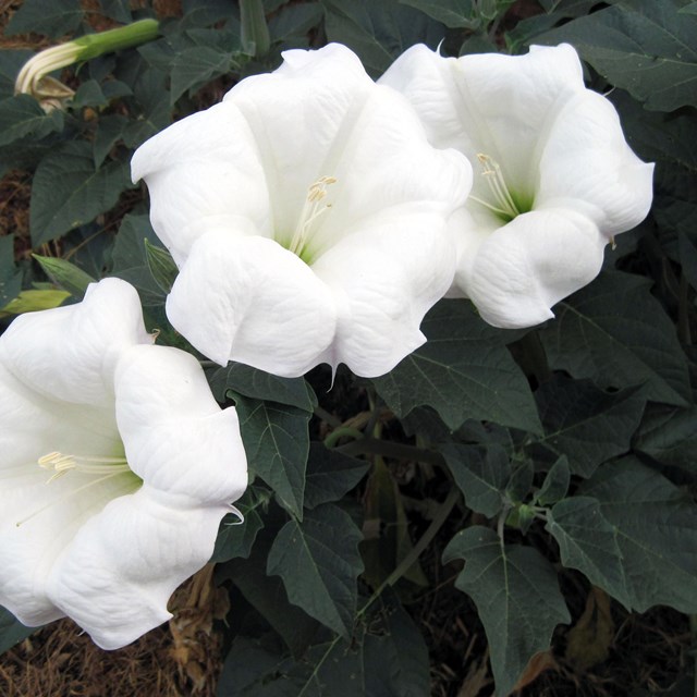 Datura. NPS