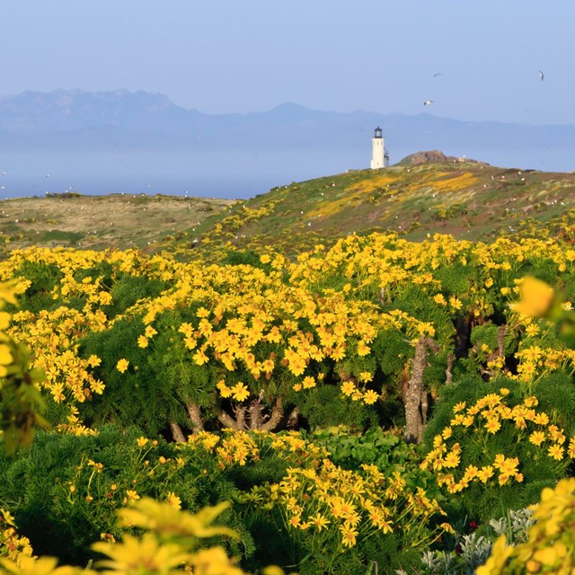 Giant Coreopsis. ©Tim Hauf, timhaufphotography.com