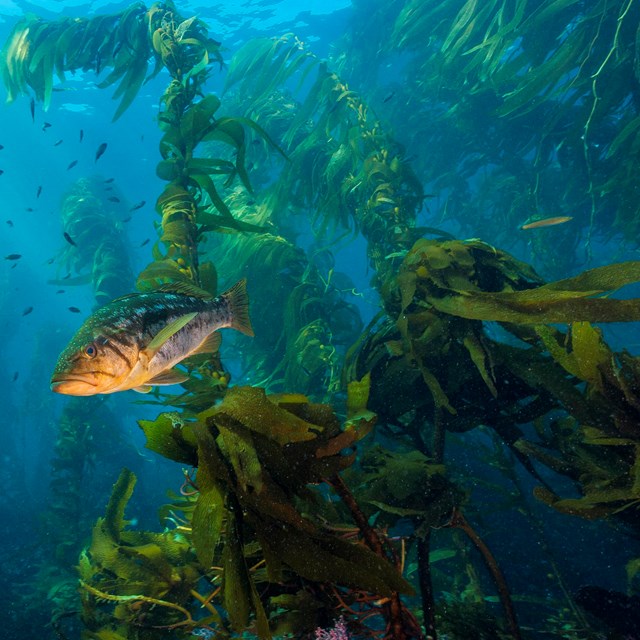 Giant Kelp. NPS