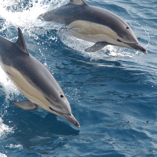 Animals - Island of the Blue Dolphins (. National Park Service)