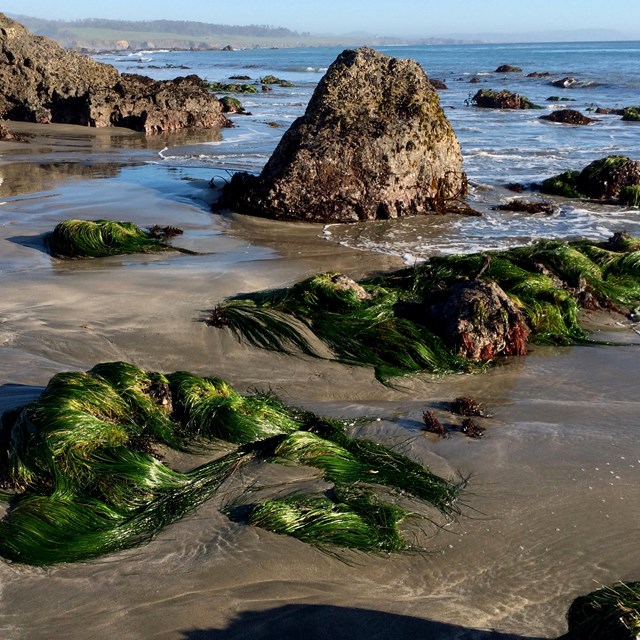 Surf Grass. ©Peter D. Tillman, commons.wikimedia.org