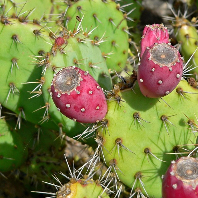 Prickly pear cactus green pads and red fruit.