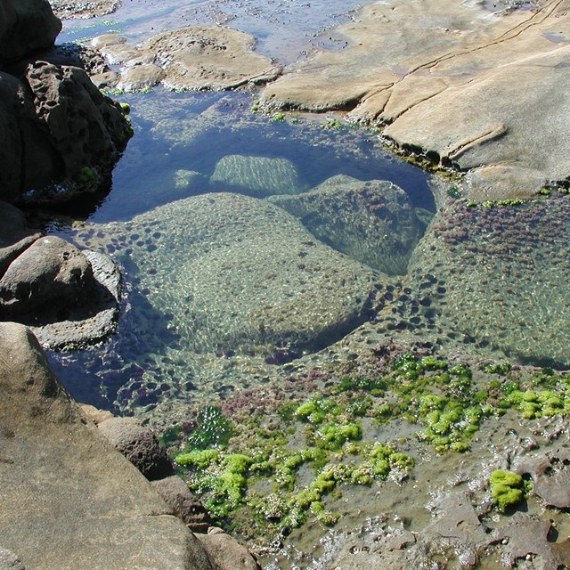 Tidepool in rocks with green algae.