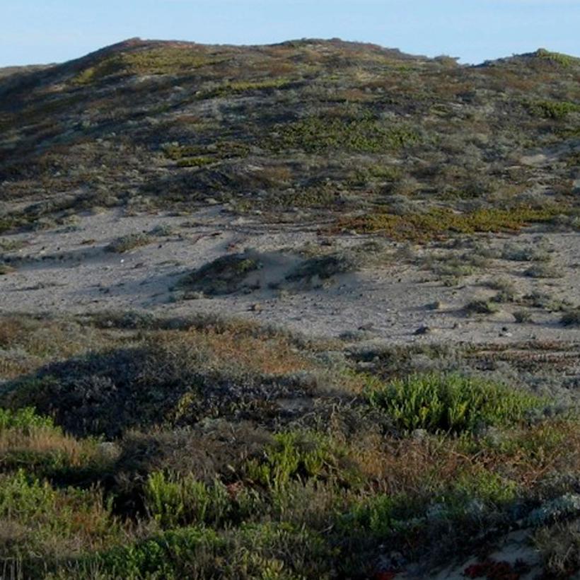 Green grass and shrub with mountain in background.