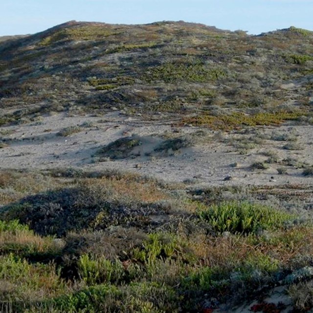 Green grass and shrub with mountain in background.
