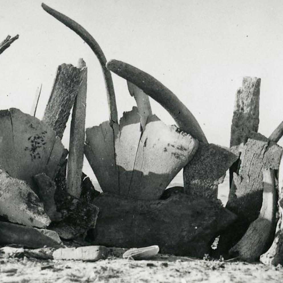 Whale bones stacked on a beach. 