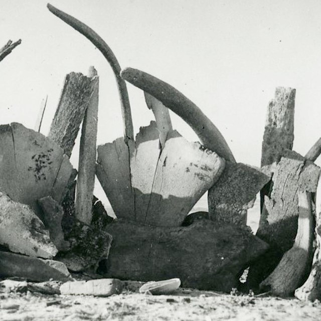 Whale bones stacked on a beach. 