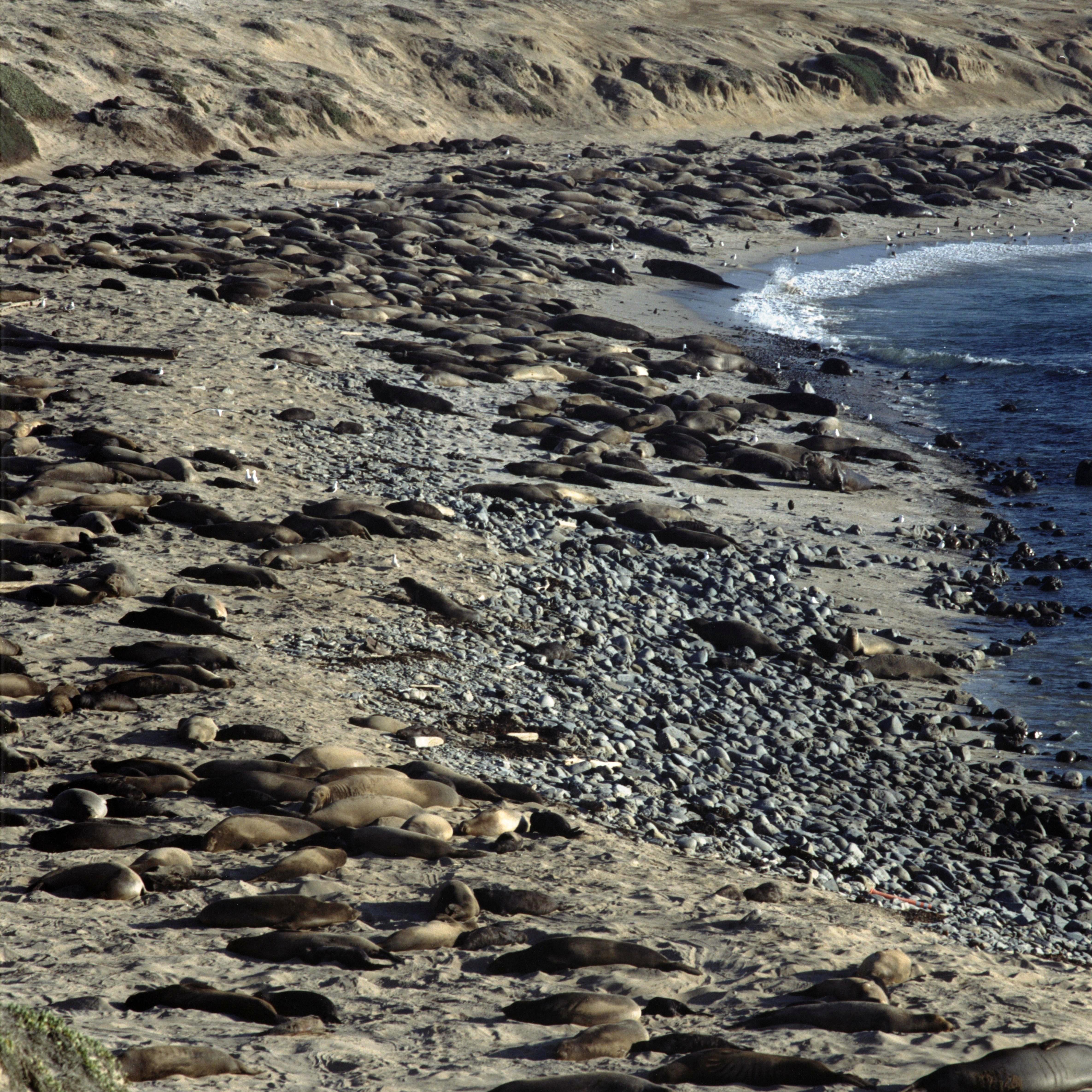 Seals and sea lions laying on beach. 