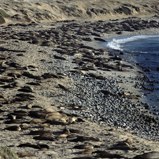 Seals and sea lions laying on beach. 
