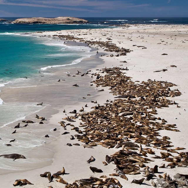 White sand beach with blue water and seals and sea lions.