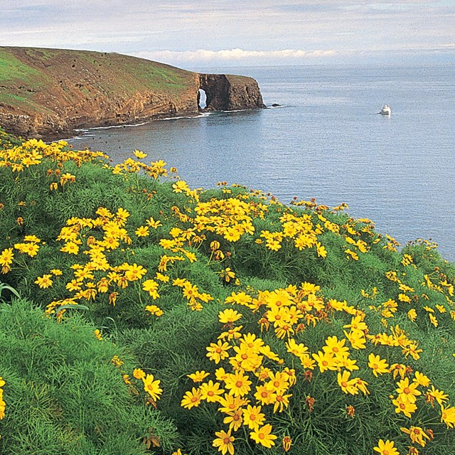 Ocean bluff stop with green bushes with yellow flowers and arch in background.