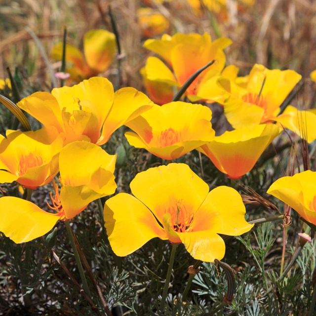 Yellow and orange poppy flowers. ©Tim Hauf, timhaufphotography.com