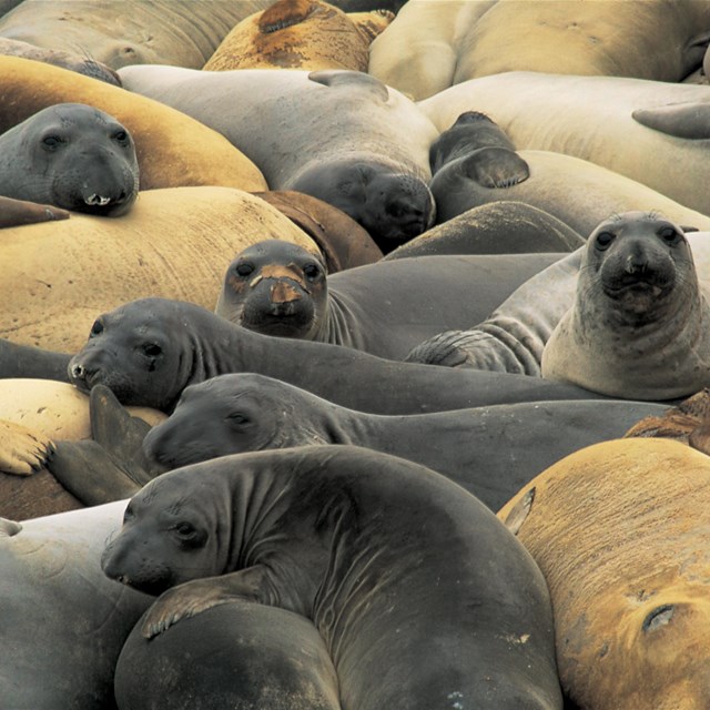 Group of black and tan elephant seals. ©Tim Hauf, timhaufphotography.com