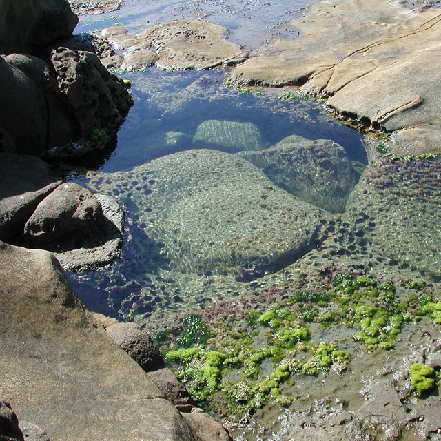 Tidepool in rocks with green algae.