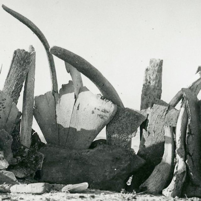 Whale bones stacked on a beach. 