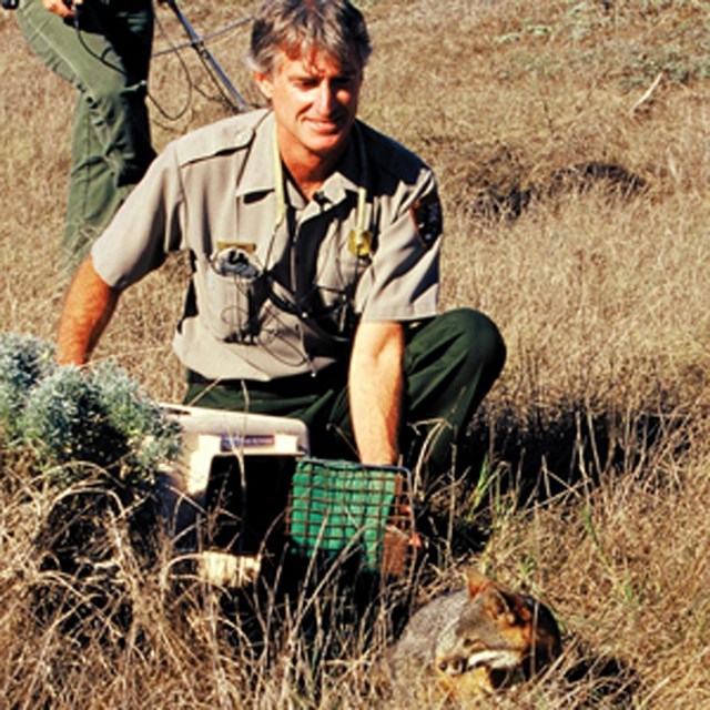 Man releasing fox into wild.