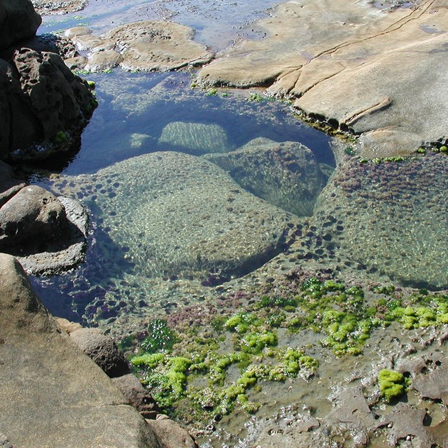 San Nicolas Island Tidepool. ©Steve Schwartz