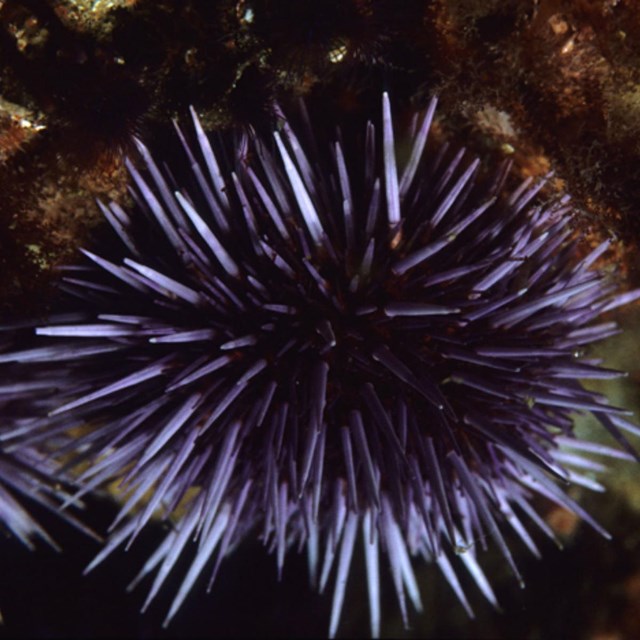 Sea Urchin - NOAA