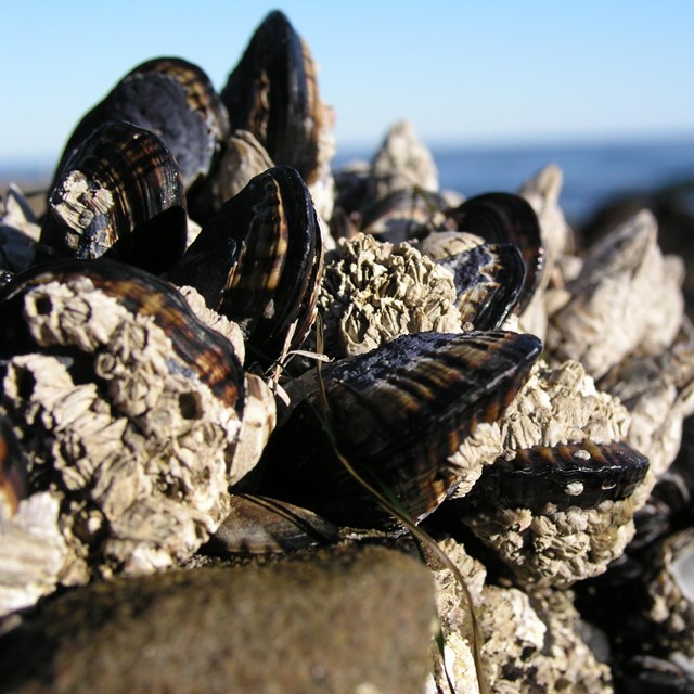 California Blue Mussel - NPS