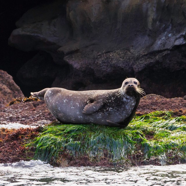 Harbor Seal. ©Tim Hauf, timhaufphotography.com
