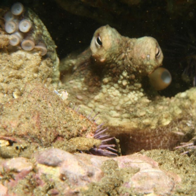 Two-Spot Octopus - NOAA