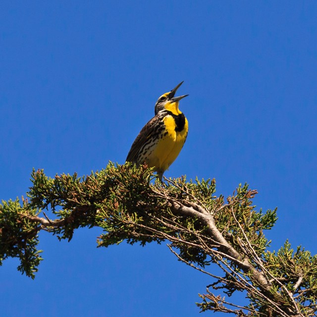 Western Meadowlark - ©Tim Hauf, timhaufphotography.com