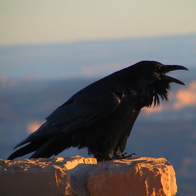 Raven - NPS