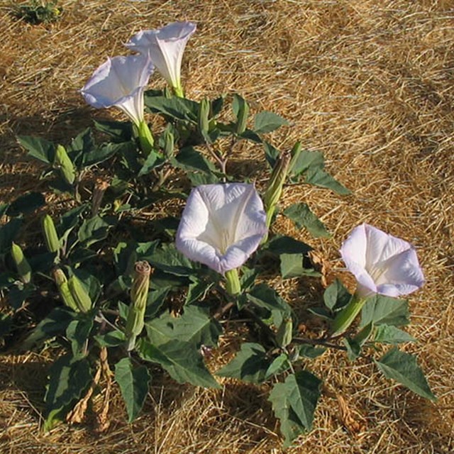 Plant with large white flowers and green leaves. 