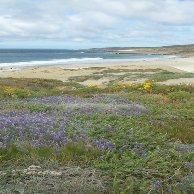 Coastal bluff with wildflowers and ocean in background.