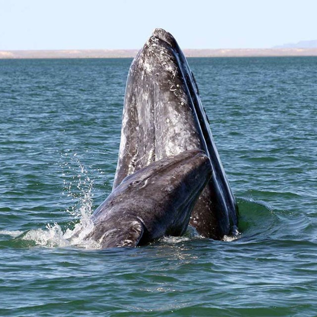 Gray Whale - NOAA