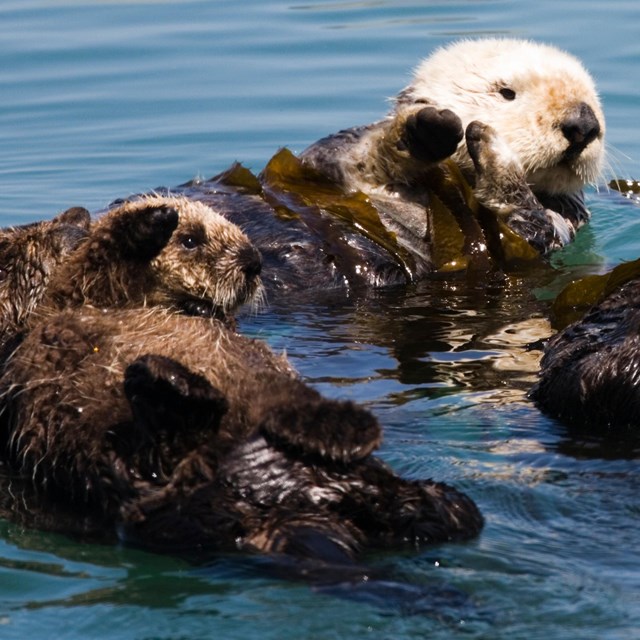 Group of sea otter floating on their back in ocean.