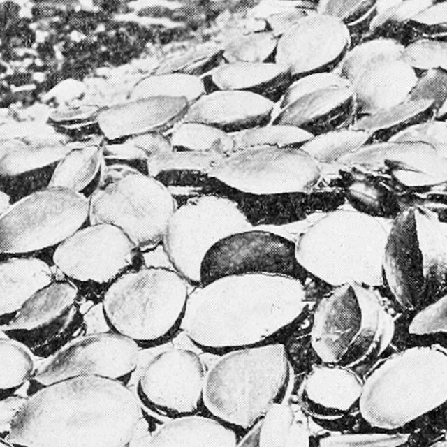 Black and white photo of abalone meat drying in the sun. 