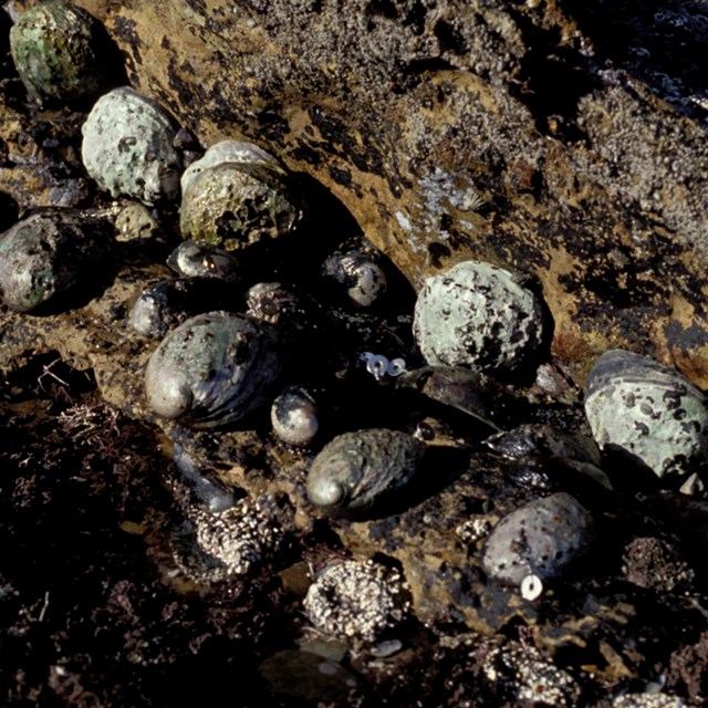 Gray and black abalone in tidepool on rocks.