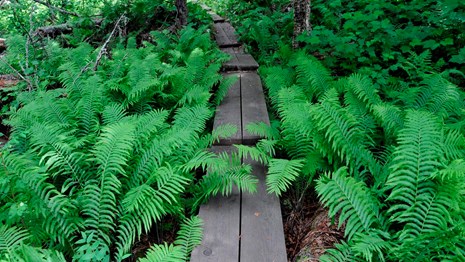 Boardwalk Trail Through Ferns