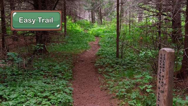 A flat dirt trail leading into the woods.