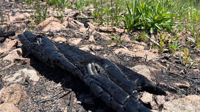 A log burnt by wildfire lays on the charred ground next to new green growth.