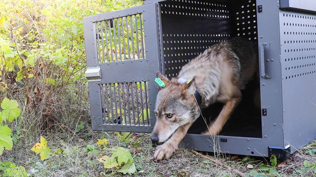 A wolf in mid-stride emerges from a crate.