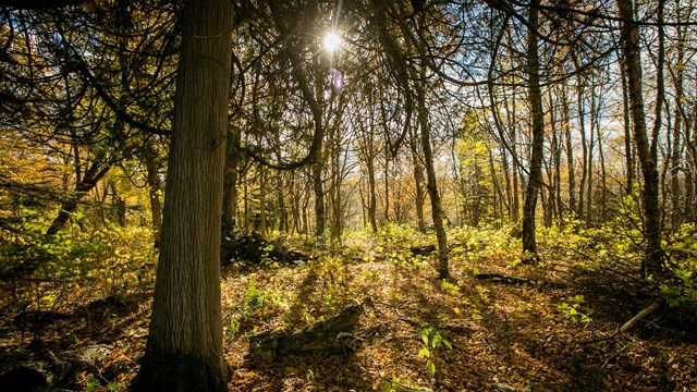 Sun shines through a dense white cedar forest.