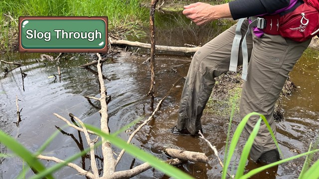 A person walking in knee-deep water in a beaver pond.