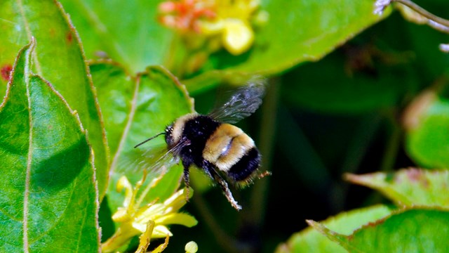 A bumblebee pollinates a yellow flower.