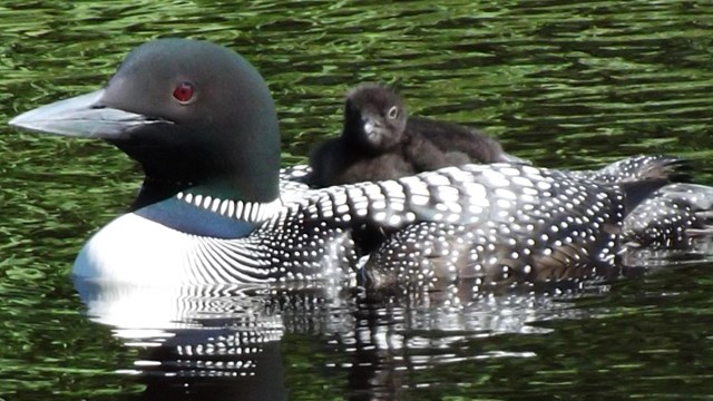 Different habitat types provide for a great diversity of birds.