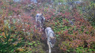 Two wolf pups walk down a trail together.